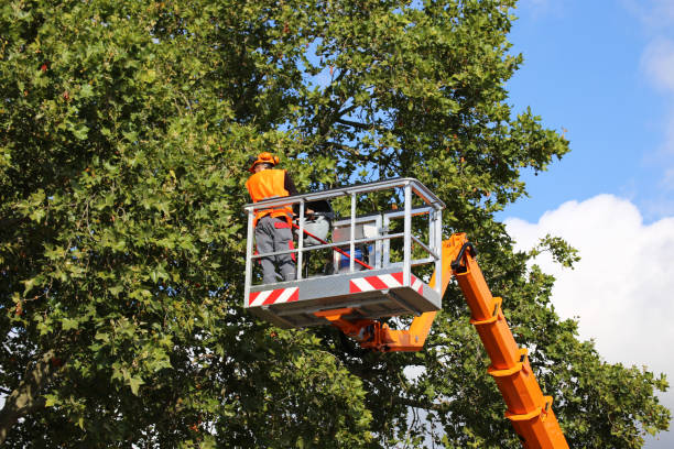 Best Arborist Consultation Services  in Tuolumne City, CA